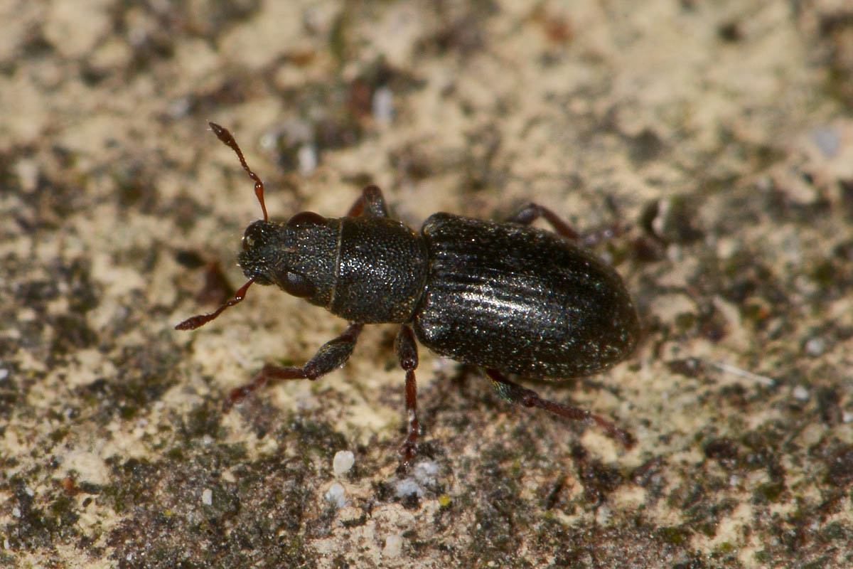 Curculionidae: Phyllobius sp?    No, Sitona sulcifrons argutulus